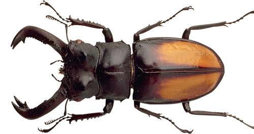 莫斯科昆蟲“或葡萄酒”品牌包裝設(shè)計，不過看起來有點恐怖