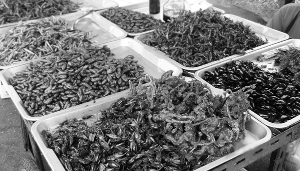 莫斯科昆蟲“或葡萄酒”品牌包裝設(shè)計，不過看起來有點恐怖