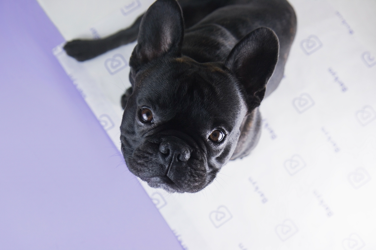 使你的狗快樂所需的一切—寵物用品包裝設計