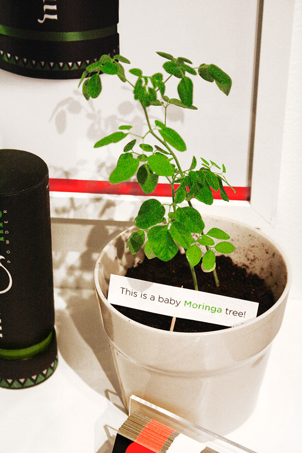 營養品原料幼苗 營養品原料幼苗